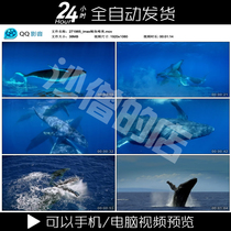imax whales swimming in the beautiful sea of whales special writing blue whale marine animals live video material