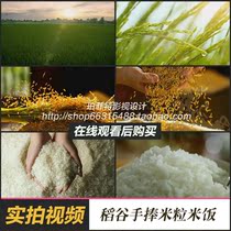 Real shot video material rice advertising film rice field rice hand holding rice grain organic agriculture HD cooked rice