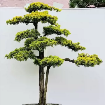 黄金真柏 大地 + 盆栽 黄金真柏