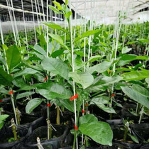 Home Cucumber Shelf Climbing rattan plant bracket Climbing Bean Corner Silk Melon Rattan Eggplant Tomato Eggplant Seedling Support