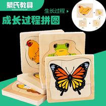 Montessori early education puzzle toys Children enlightenment cognition Animal growth process Multi-layer puzzle board Frog butterfly panel