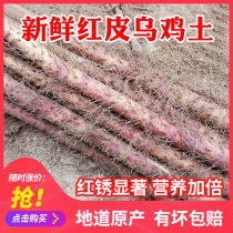Wenxian Wuji soil fresh red skin mountain medicine Jiaozuo iron stick Huashan authentic Henan iron Huashan about 5 pounds of specialty products