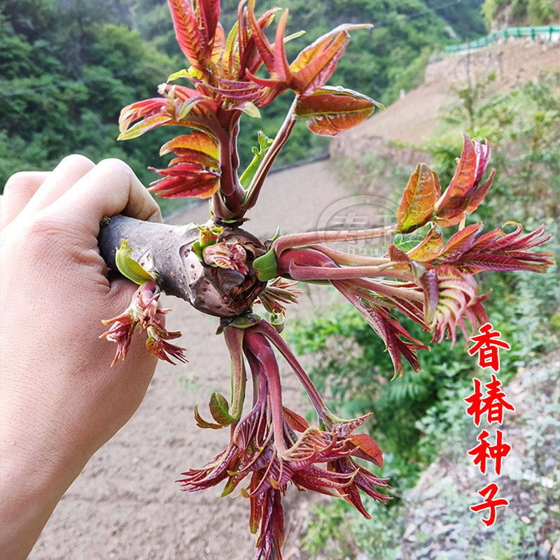 红油香椿苗-红油香椿苗促销价格、红油香椿苗品牌- 淘宝