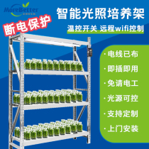 Plant Illumination Cultivation Rack Lab Group Bacon Group Peebottle Vegetable Racks With Group Bacon Lights Plug & Play