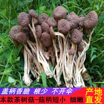 22 years of special grade Guangchang fresh dried tea tree mushrooms without umbrella dry goods 1 pound farmhouse pure natural handle short fragrant tender 500g