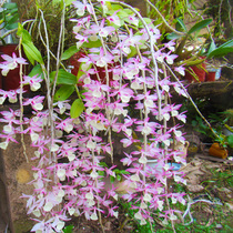 (Flying beads splashing Jade plant) good prospects Non-Dendrobium seedlings Dendrobium Dendrobium dried flowers