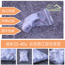 Frozen mouse adult feeding snake food Eagle turtle sterile independent packaging horned frog cat crawling pet feed toy