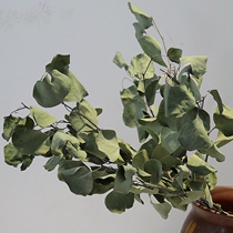 Eucalyptus Eucalyptus apple leaf Eucalyptus Eucalyptus leaflet multi-forked real leaves Dried flowers Decorative flower arrangement DIY flower material home