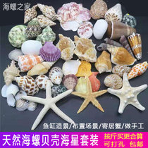 Natural shell conch starfish fish tank landscaping Hermit crab shell handmade diy window floor home decoration punching