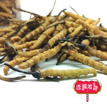 Simulation Cordyceps pvc plastic fake Cordyceps mold large medium and small size specifications do not fade display props