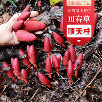 Wild Huichuangrass is not old grass 500g Dingtianzhu male nourishing wine preparation of Polygonatum Echinacea sweet potato