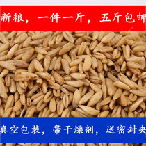 Oats 20 years new oatmeal kernel wild wheat Finch oat rice bird grain five catties medium Parrot Bird Grain