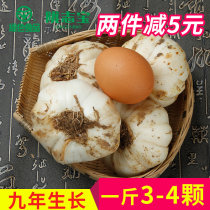 Longshibao fresh lily Lanzhou Tergrade natural 9-year growth vacuum for edible sweet lilies 1 catty of 3-4