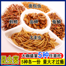 Cicada Zhizhi monkey Fried grasshopper Ready-to-eat silkworm pupa Fresh locust Barley worm set insect snack Bug food