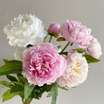 JUNJUN emulation floral peony with single high-quality silk flower peony-like board soft-loaded floral dried flowers