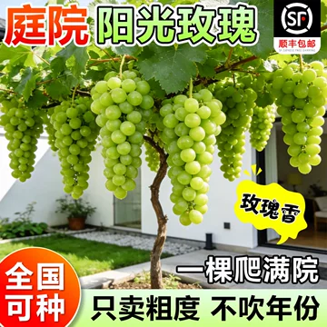 野葡萄苗-野葡萄苗促销价格、野葡萄苗品牌- 淘宝