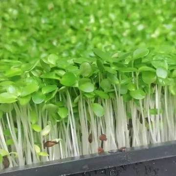 香椿芽苗-香椿芽苗促销价格、香椿芽苗品牌- 淘宝