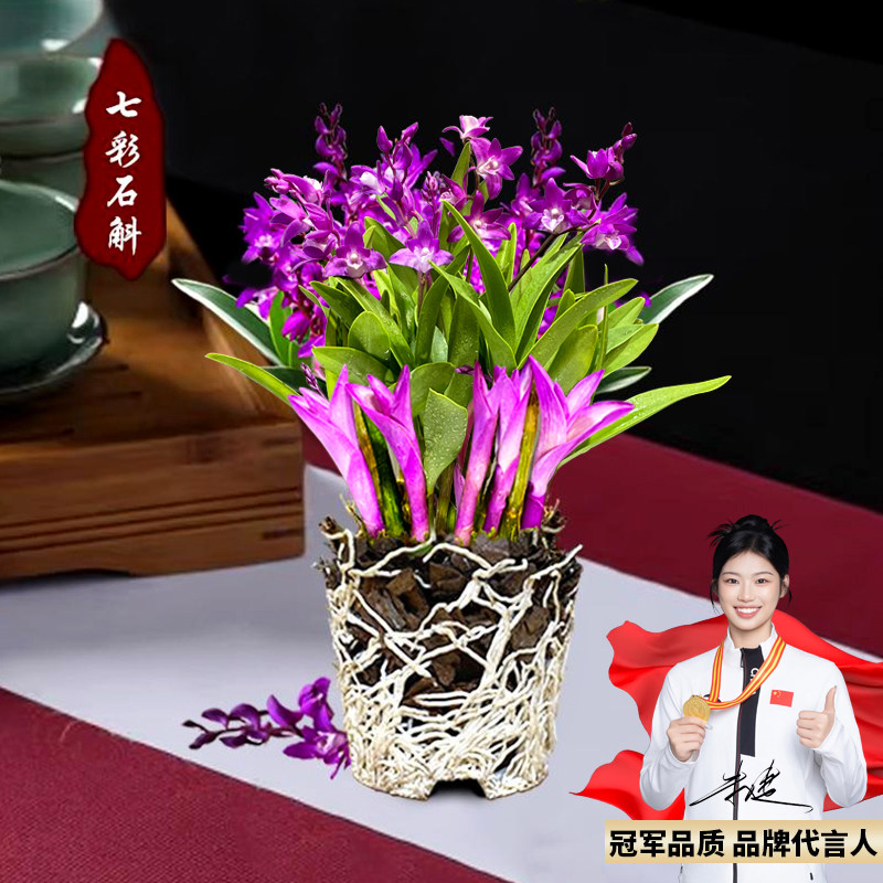 七彩香水石斛兰花-七彩香水石斛兰花促销价格、七彩香水石斛兰花品牌- 淘宝