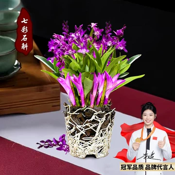 七彩香水石斛兰花-七彩香水石斛兰花促销价格、七彩香水石斛兰花品牌- 淘宝