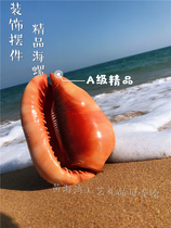 Natural seashells Wanbao snail delivery Feng Shui Town House Wedding Gift Fish Tank Building home Decorative Pendulum