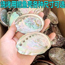 Natural Abalone Shell Barbecue With Sage Container Pendulum Fitting For Sea Snail Shell Fish Tank Building Shooting Props
