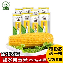 Northeast agricultural sister-in-law non-genetically modified fruit sweet corn cob fresh tender juicy open bag instant vacuum 220 GX8 root