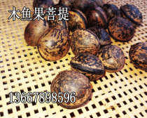 Wooden fish fruit Bodhi seed raw seeds not polished and polished a large number of spot a catty 19 8 yuan 1 Jin
