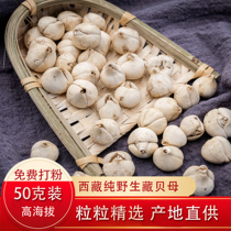 Wild Tibetan Fritillaria 50 grams of wild Tibetan Fritillaria can be beaten pure wild Tibetan Fritillaria can be used as loquat cream