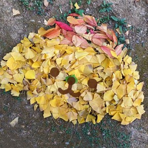 2022.11.10 WX#1 软萌 Sweet  Classic 风lolita搭配开衫Sweater bhiner lolita fashion