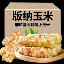3 Jin Yunnan Xishuangbanna specialty corn fresh fragrant glutinous corn sweet instant snack fruit small corn cob grain