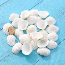 Snow clam natural white shell kindergarten creative handmade diy drift bottle material Mediterranean fish tank landscape decoration