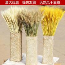 Barley bouquet natural wheat ear dried flower wheat ear immortal flower basket decoration wheat ornaments photography flower arrangement open barley