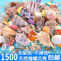 Natural shell conch sea star fish tank landscaping decoration perforated handmade diy wind chimes bottle material package ornaments