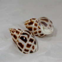 Natural Dongfeng snail 7-8cm fish tank shell conch collection creative craft gifts home decoration