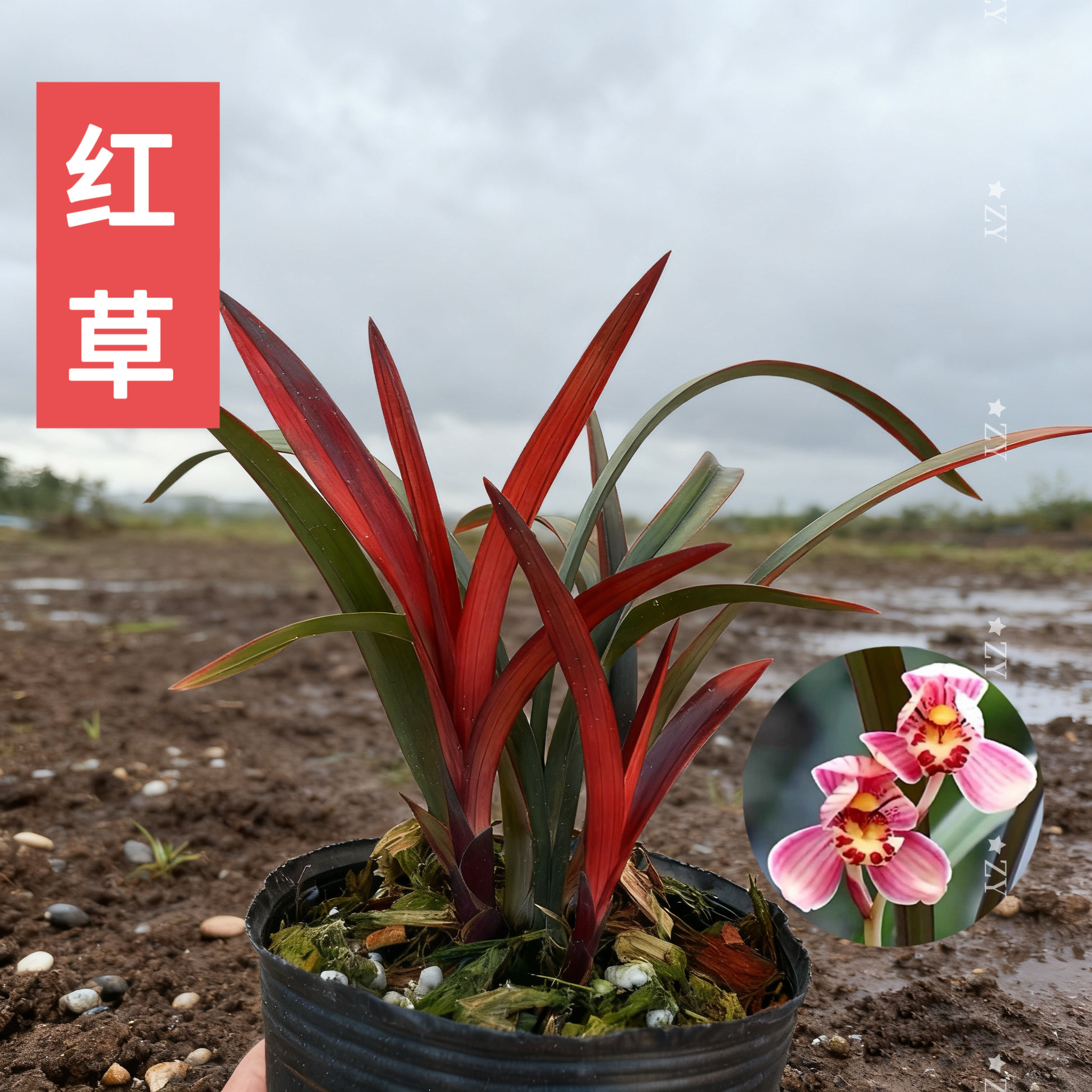 兰花红草红荷-兰花红草红荷促销价格、兰花红草红荷品牌- 淘宝