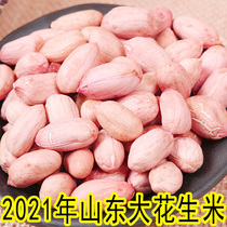 Peanuts are born in Shandong new products. Peanut beans 5 Jin extra fresh large peanut kernels
