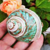 Hermit crab replacement shell natural conch shell silver light stripe super large green snail Specimen Aquarium decoration