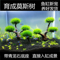Finished moss tree Fish tank grass tank Lazy aerobic aquatic plants Live real grass Decorative landscaping package Shenmu Moss