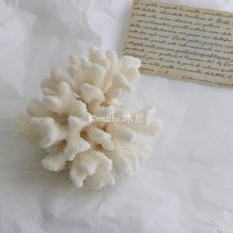 ins Korean niche jewelry natural white coral ornaments chic soft clothing homestay shop window shooting props