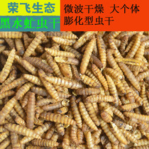 Black water fly dry insect Phoenix worm dry puffed dry food fish hamster snacks pet feed bait