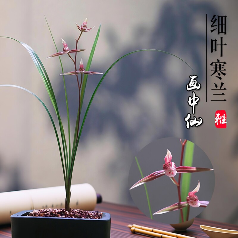 寒兰兰花-寒兰兰花促销价格、寒兰兰花品牌- 淘宝