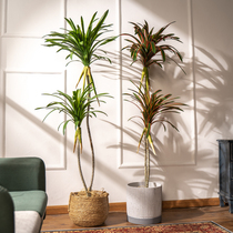 Nordic simulation colorful iron dragon blood tree green plant potted indoor home living room floor fake tree decoration ornaments plant