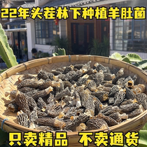 2022-year old Zhao selected head stubble wild sheep belly fungus dried goods and mushrooms Yunnan special produce mountain rare and hot soup with fresh and beautiful