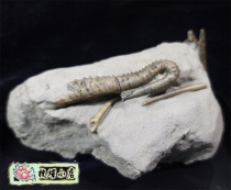 Alien ammonites fossils made in Germany