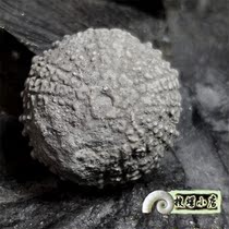 Sea urchin fossils in Japan