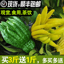 Fresh tea bergamot bergamot fresh fruit bergamot edible clear for ornamental