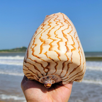 Natural super large conch shell coral starfish ornaments landscape snail fish tank landscape nipple vortex conch fleshy bonsai