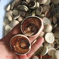 Small mineral Stone Museum natural shell fossil conch Sun snail fossil ammonites fossil specimens