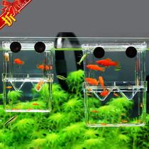 Female fish egg raw fish incubator box isolation box feeding box separator waiting for delivery room guppy fish pregnant mother