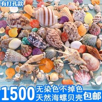 Shell large natural conch shell coral fish tank landscaping toys decorative starfish crafts ornaments